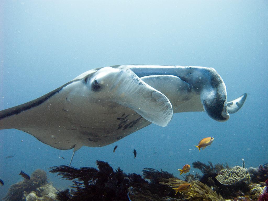 Blue Marlin Dive Komodo Labuan Bajo Exterior photo