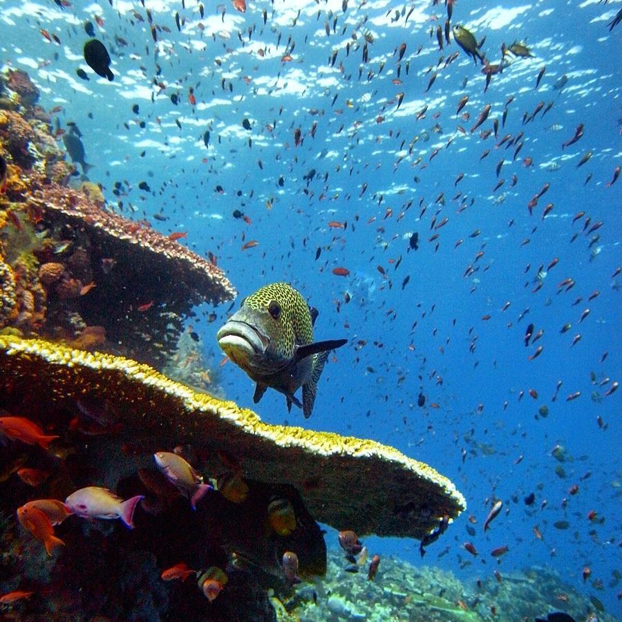 Blue Marlin Dive Komodo Labuan Bajo Exterior photo